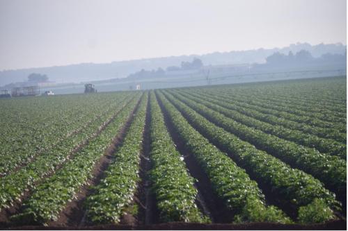 farm